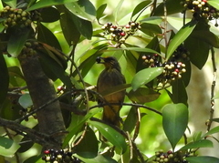 Pycnonotus finlaysoni