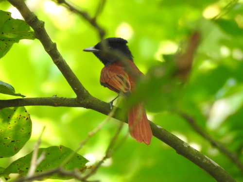 Amur Paradise Flycatcher (Terpsiphone incei), photo 7