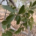 Stadmannia oppositifolia - Photo (c) Troos van der Merwe, some rights reserved (CC BY-NC), uploaded by Troos van der Merwe