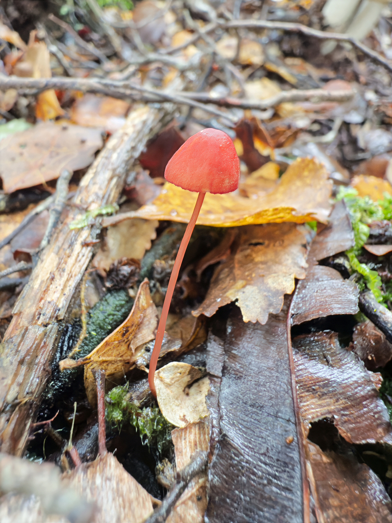 Mycena ura · June 2025 · photo: © jeremy_rolfe (iNaturalist, cc-by)