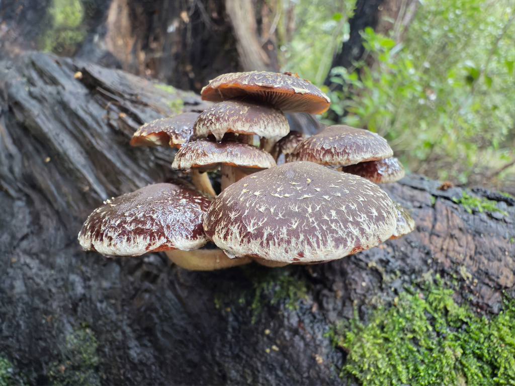 Hypholoma brunneum · June 2025 · photo: © jeremy_rolfe (iNaturalist, cc-by)