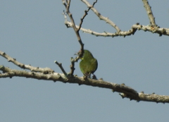 Psilopogon haemacephalus indicus