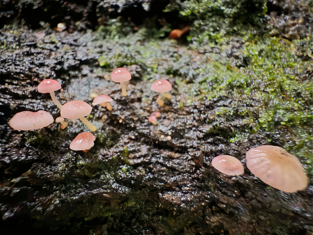 Mycena roseoflava · June 2025 · photo: © jeremy_rolfe (iNaturalist, cc-by)