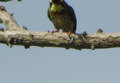 Psilopogon haemacephalus indicus