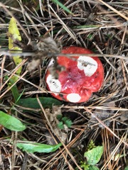 Russula emetica