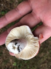 Russula emetica