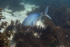 Nemadactylus douglasii