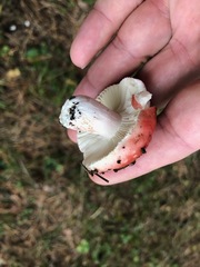 Russula emetica