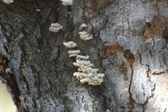 Schizophyllum commune