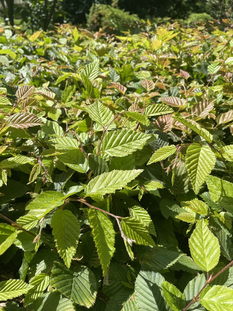 Carpinus