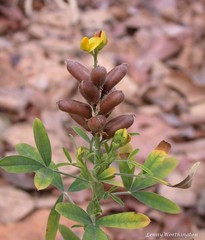 Crotalaria goreensis