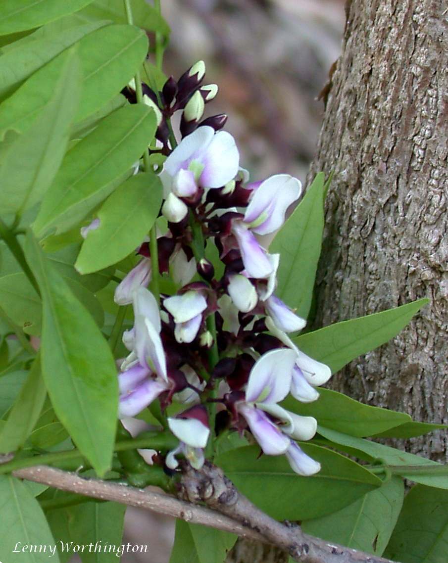 Millettia brandisiana