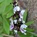 Millettia brandisiana - Photo (c) Len Worthington, some rights reserved (CC BY-SA), uploaded by Len Worthington