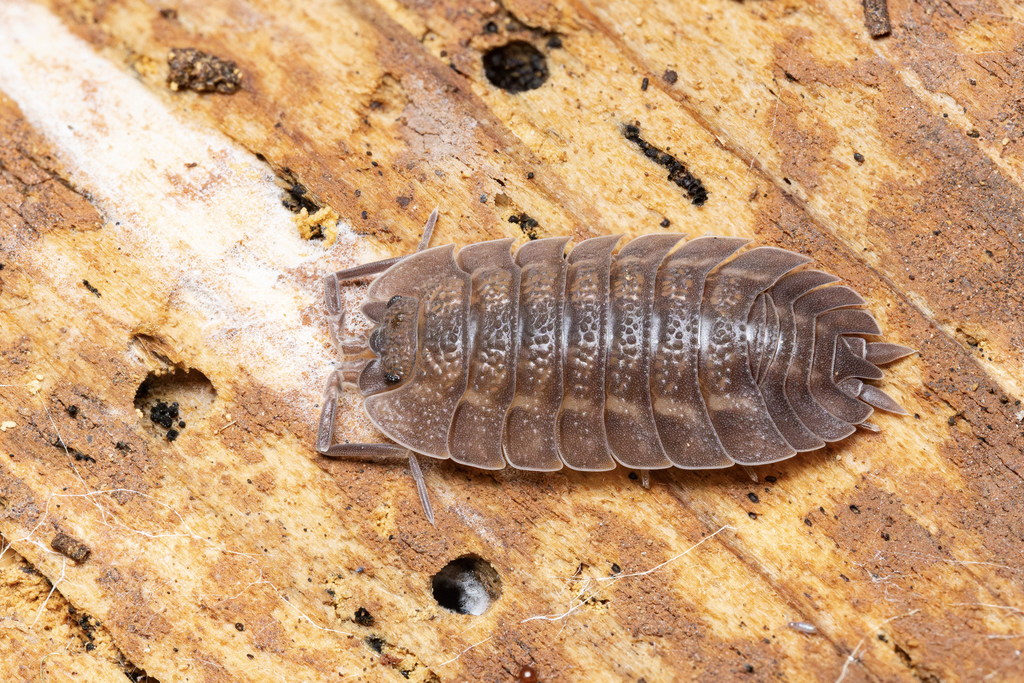 Trachelipus vespertilio