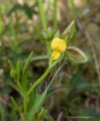 Crotalaria chinensis