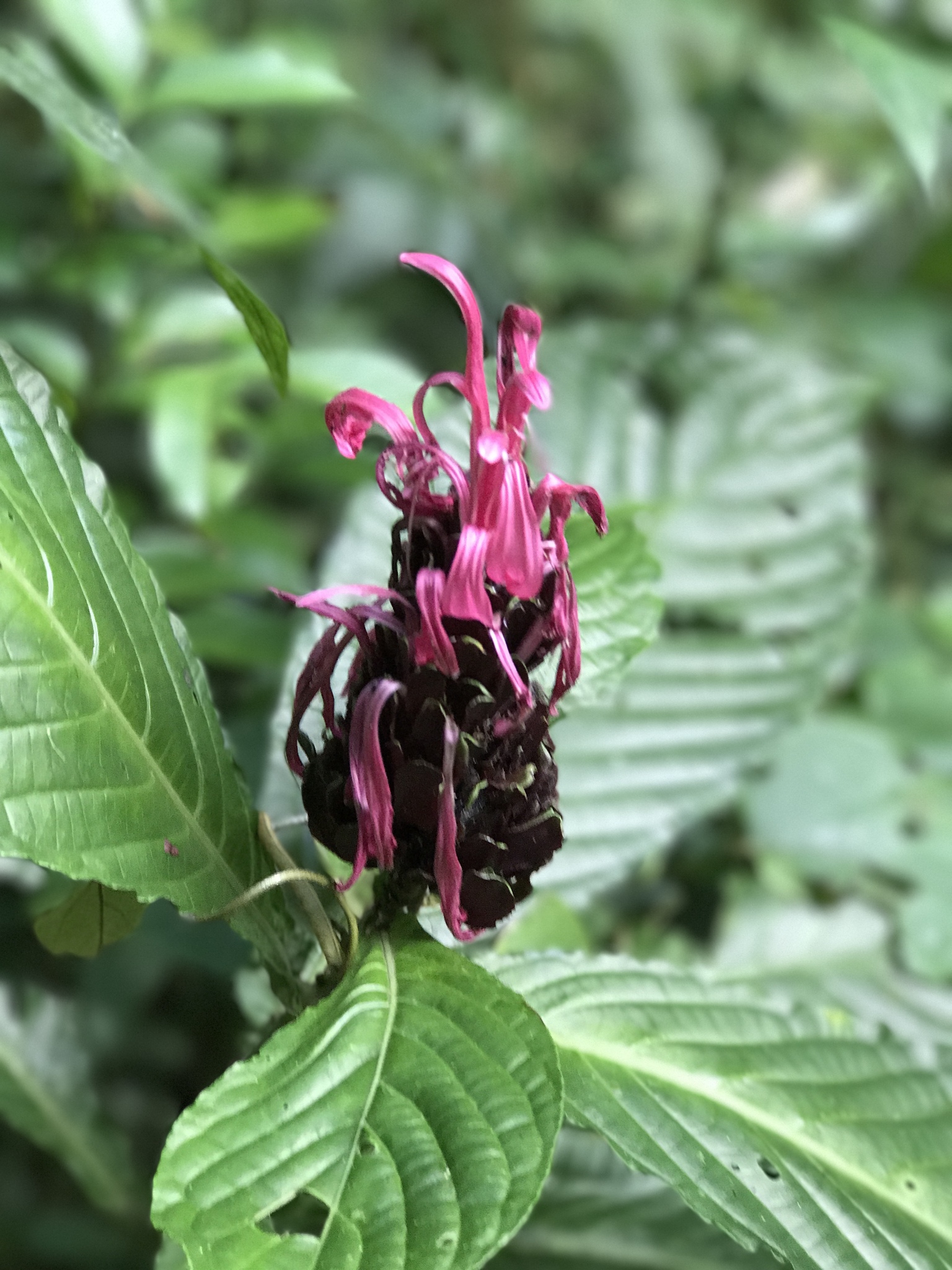 Justicia carnea