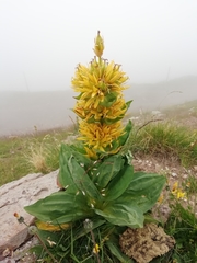 Gentiana lutea lutea