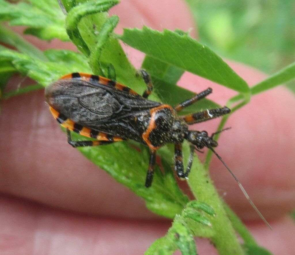 Rhynocoris dauricus