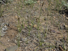 Carex duriuscula