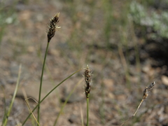 Carex duriuscula
