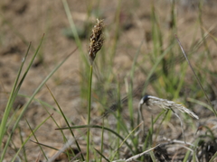 Carex duriuscula