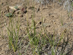 Carex duriuscula