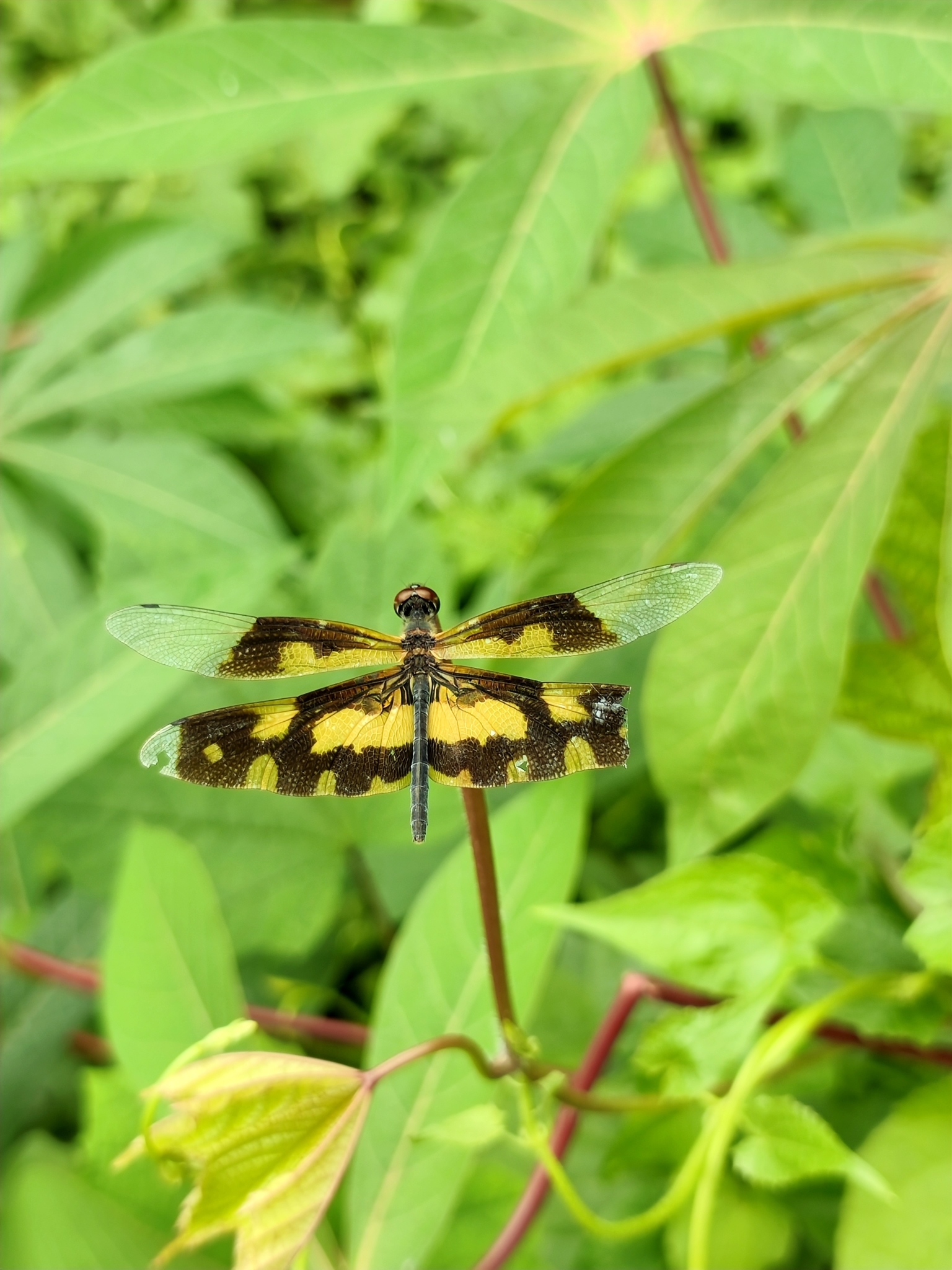Common Picture Wing