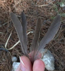 Muscicapa striata