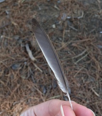 Muscicapa striata