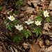 Wood Anemone - Photo (c) Rüdiger Kratz, St. Ingbert, some rights reserved (CC BY-SA)