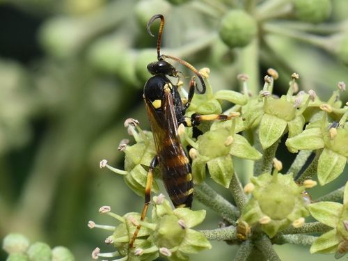 Ichneumon xanthorius, Groesbeek, Nederland, photo 10 of 10