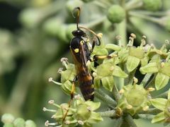 Ichneumon xanthorius