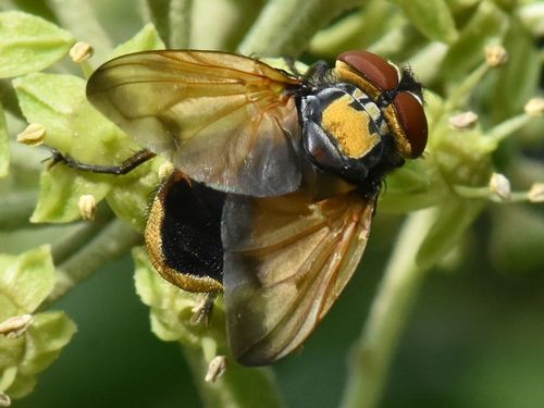 Phasia aurigera, photo 4 of 10