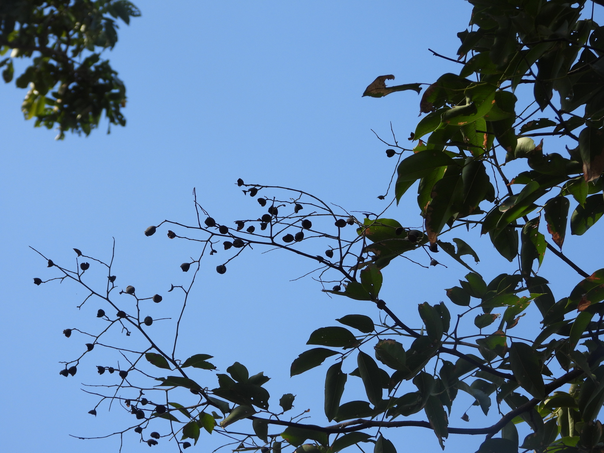 Velvet Tamarind (Dialium cochinchinense)