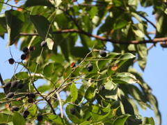 Dialium cochinchinense, photograph (c) Utain Pummarin, some rights reserved (CC BY)