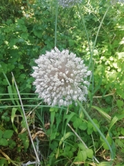 Allium ampeloprasum
