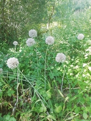 Allium ampeloprasum