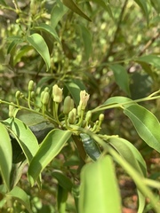 Olax dissitiflora