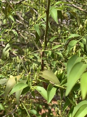 Olax dissitiflora