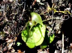 Corybas dienemus
