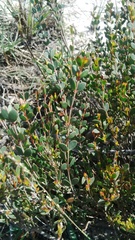 Stylapterus fruticulosus