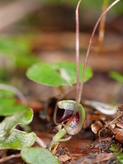 Corybas sanctigeorgianus