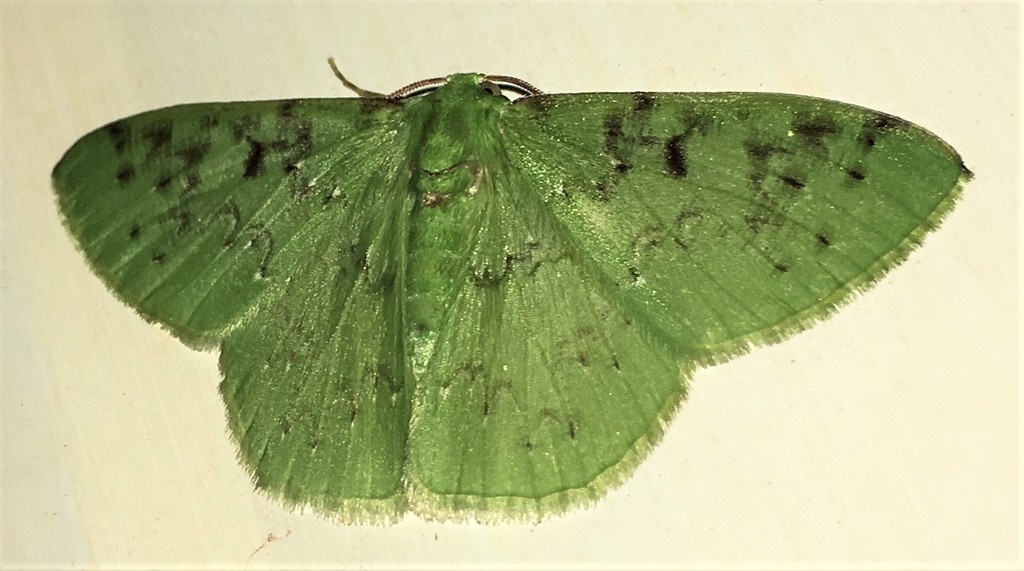 Nemoria parcipuncta