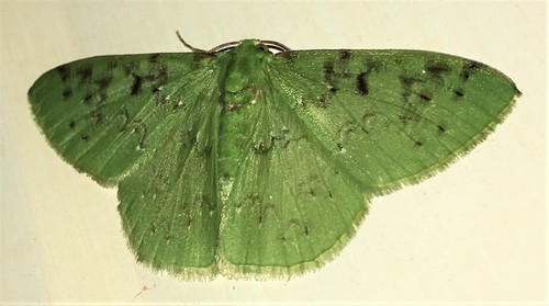 Nemoria parcipuncta