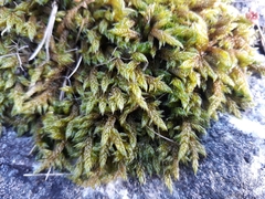 Hypnum cupressiforme lacunosum