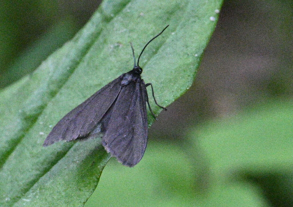 Inope heterogyna