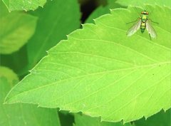 Chrysosoma globiferum