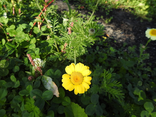 Geltonasis bobramunis nuotrauka