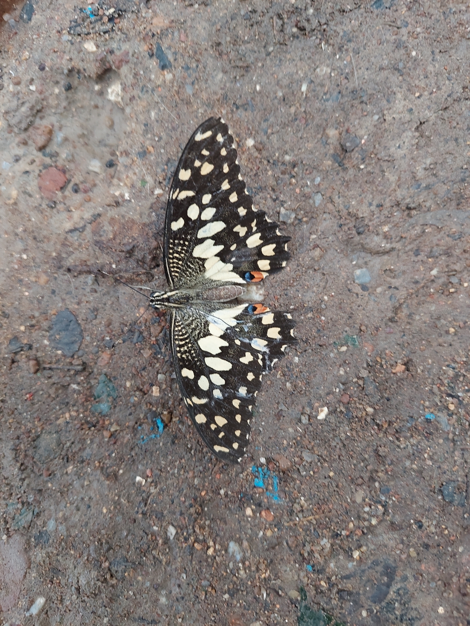 Lime Swallowtail