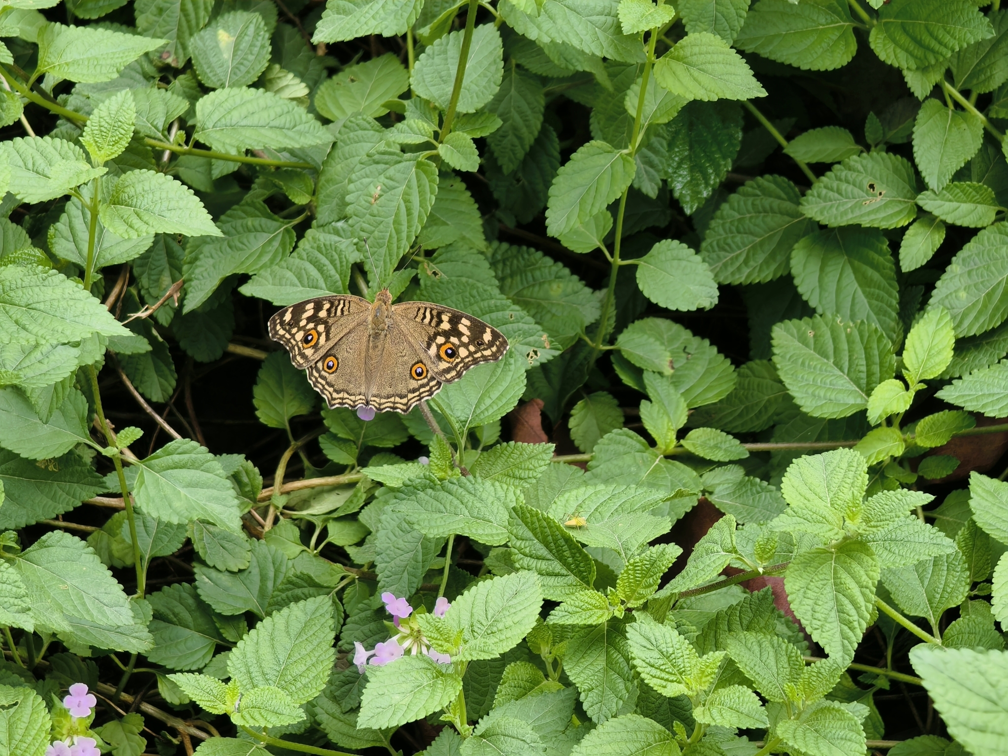 Lemon Pansy